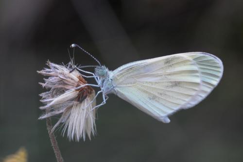 Réf. 223 074 : Leptidea sp.